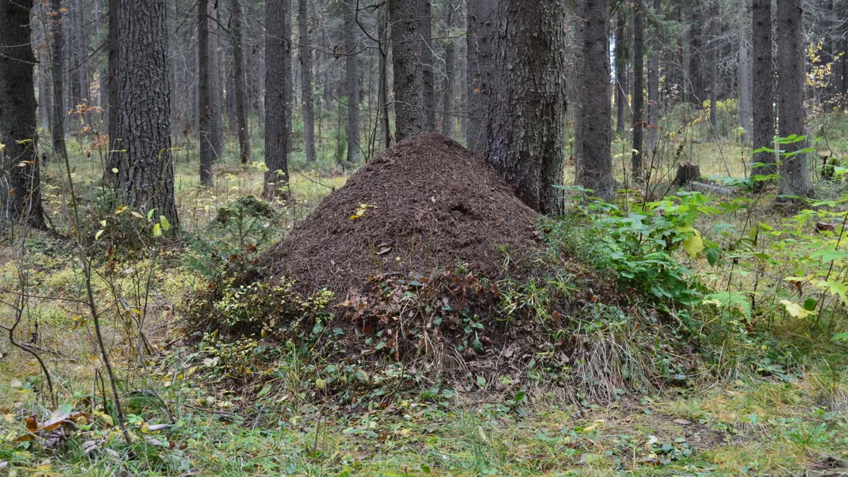 Kuidas alustada tervislikku eluviisi?